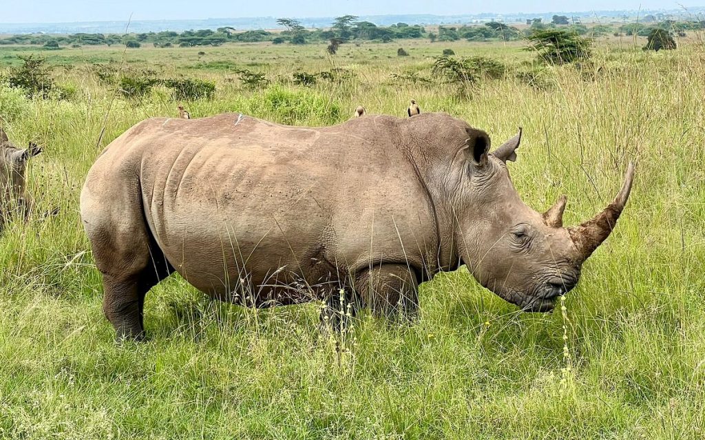 Kenya National Parks