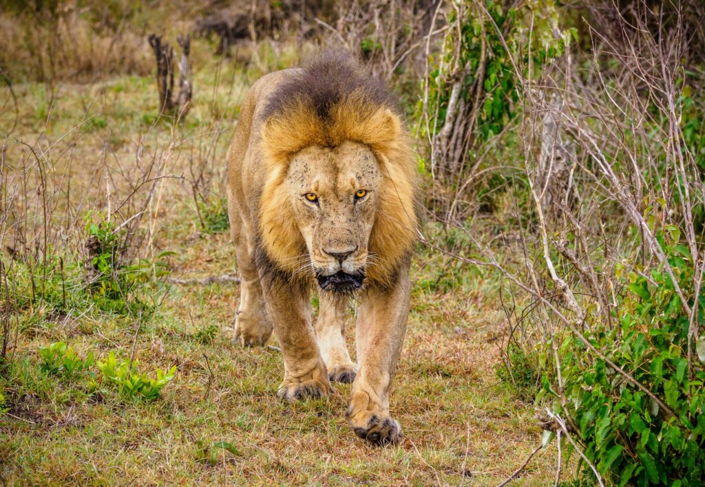 Tsavo East National Park