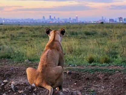 safari from Nairobi