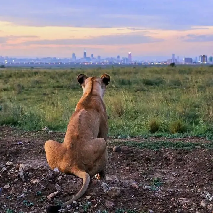 safari from Nairobi