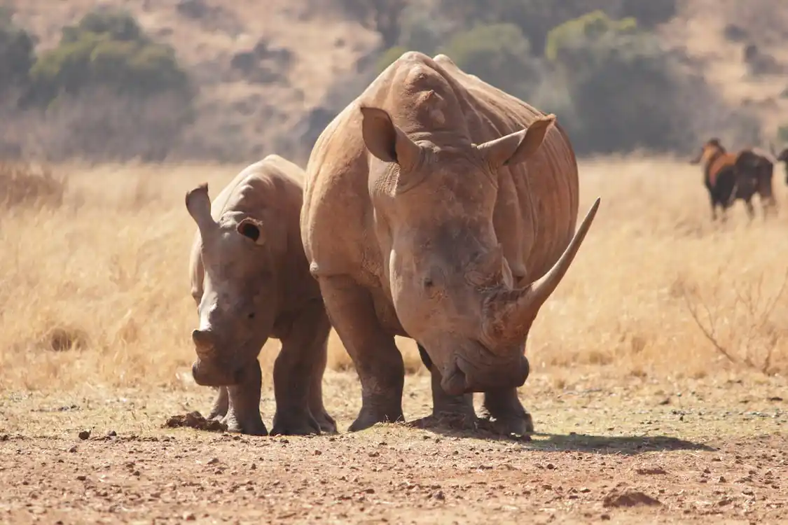 2-Day Safari Tour of Lake Nakuru & Lake Naivasha, with Other Attractions