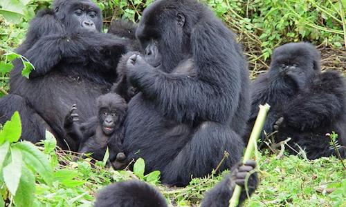 Rwanda National Parks Safari