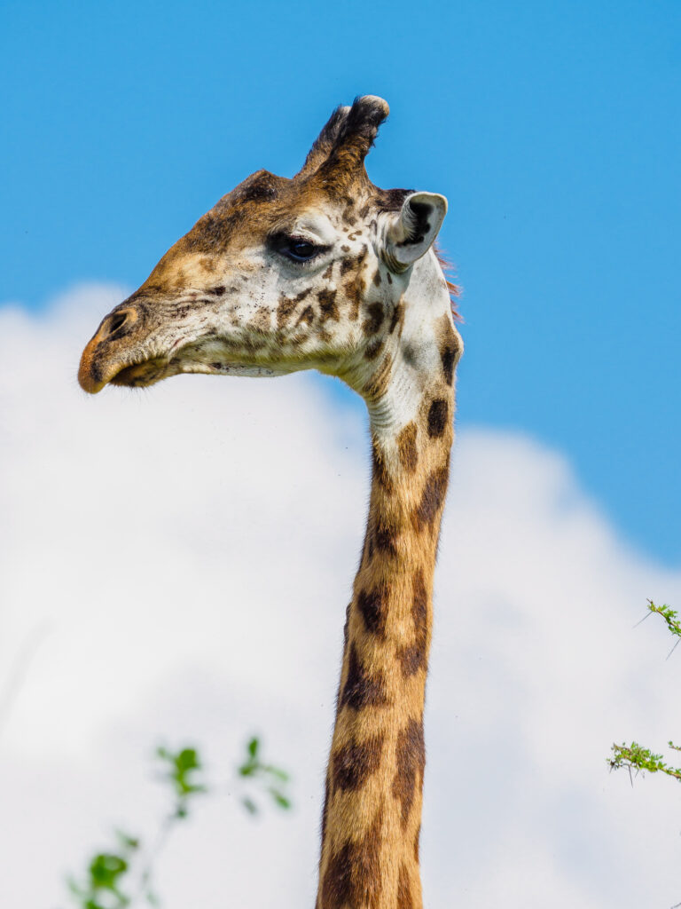 Meru National Park