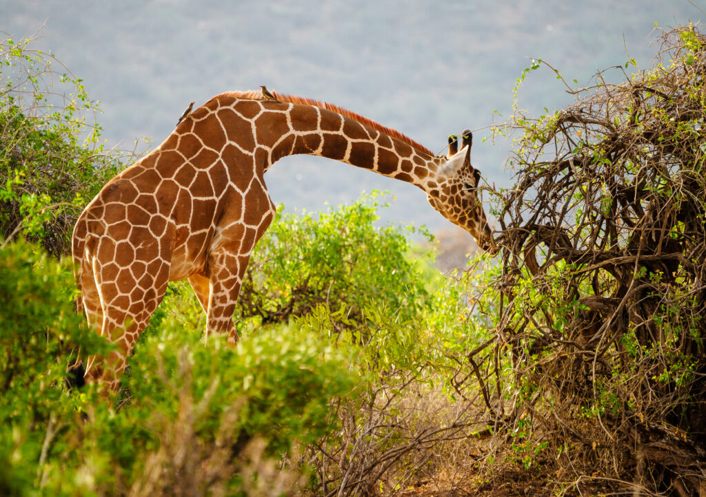 Meru National Park