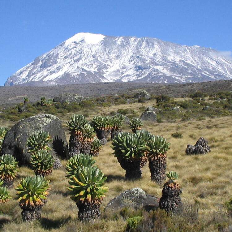 Mt. Kenya National Park