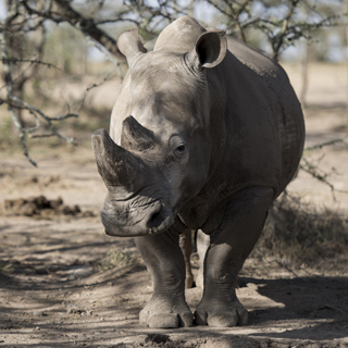 Ol Pejeta Wildlife Sanctuary