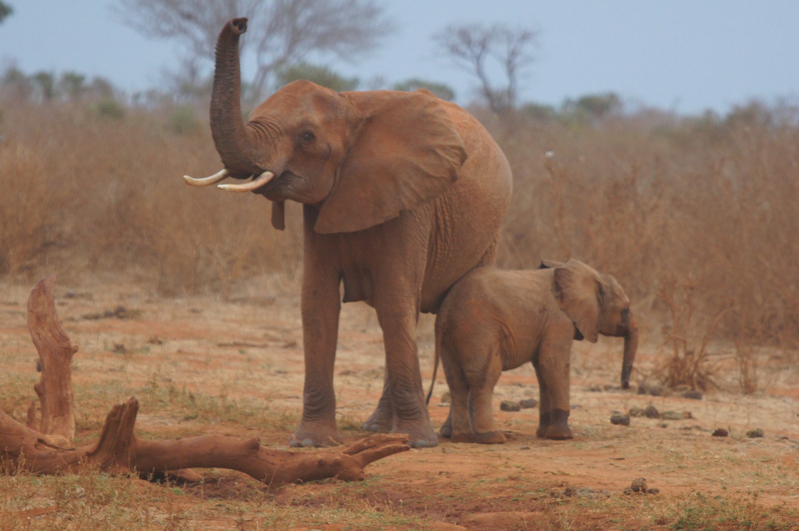 Tsavo West National Park