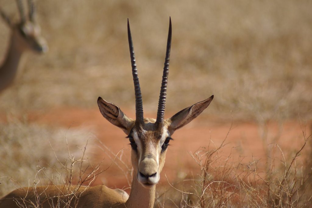 Tsavo West National Park