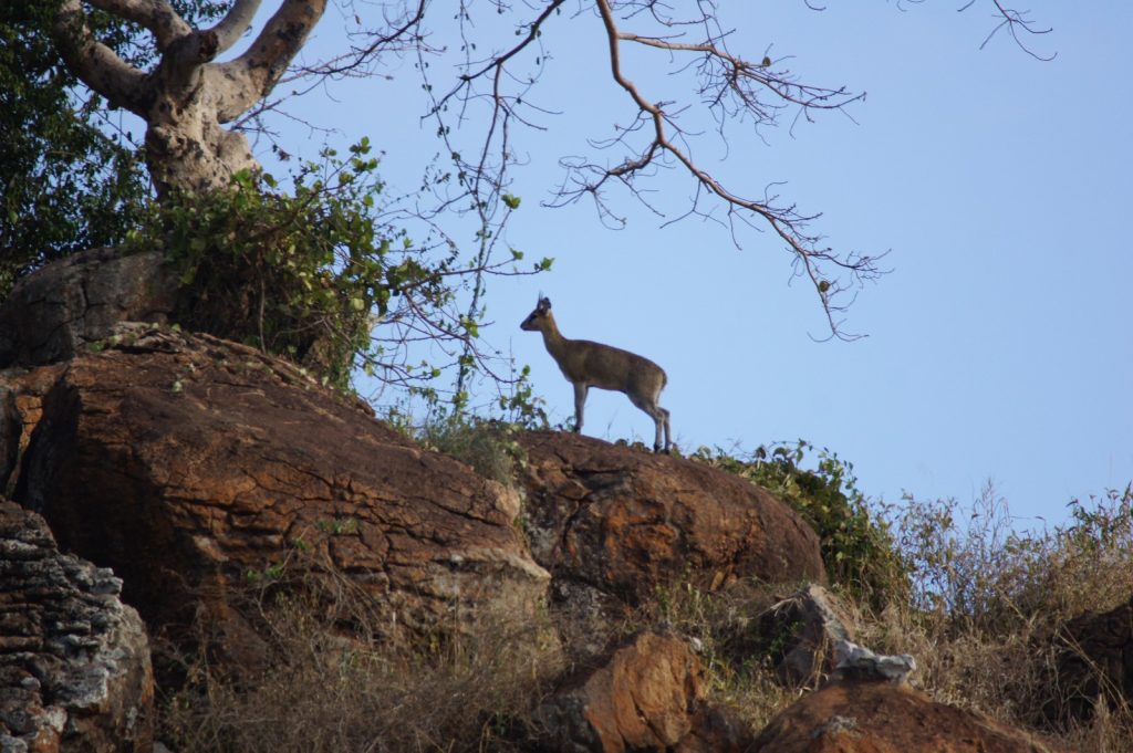 Tsavo East