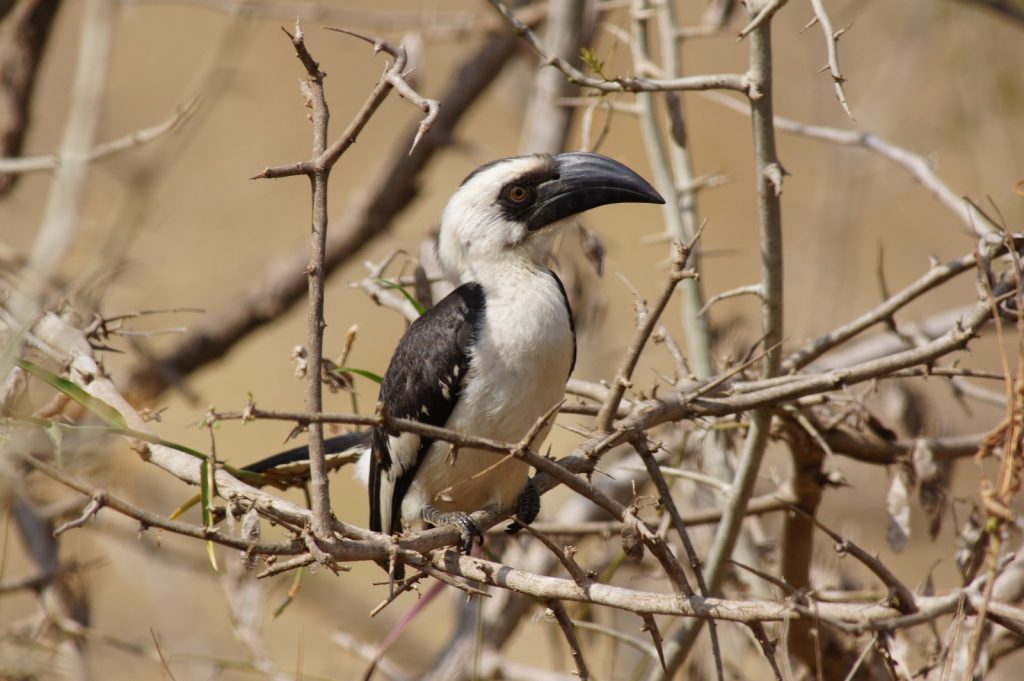 Bird Watching Safari