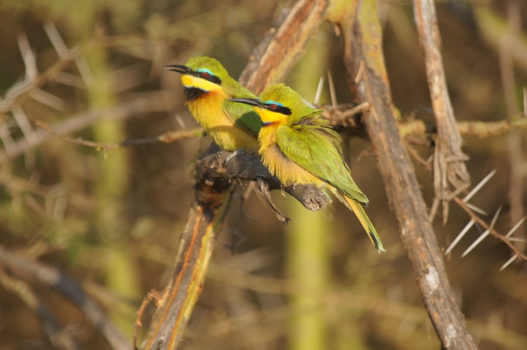 Bird Watching Safari