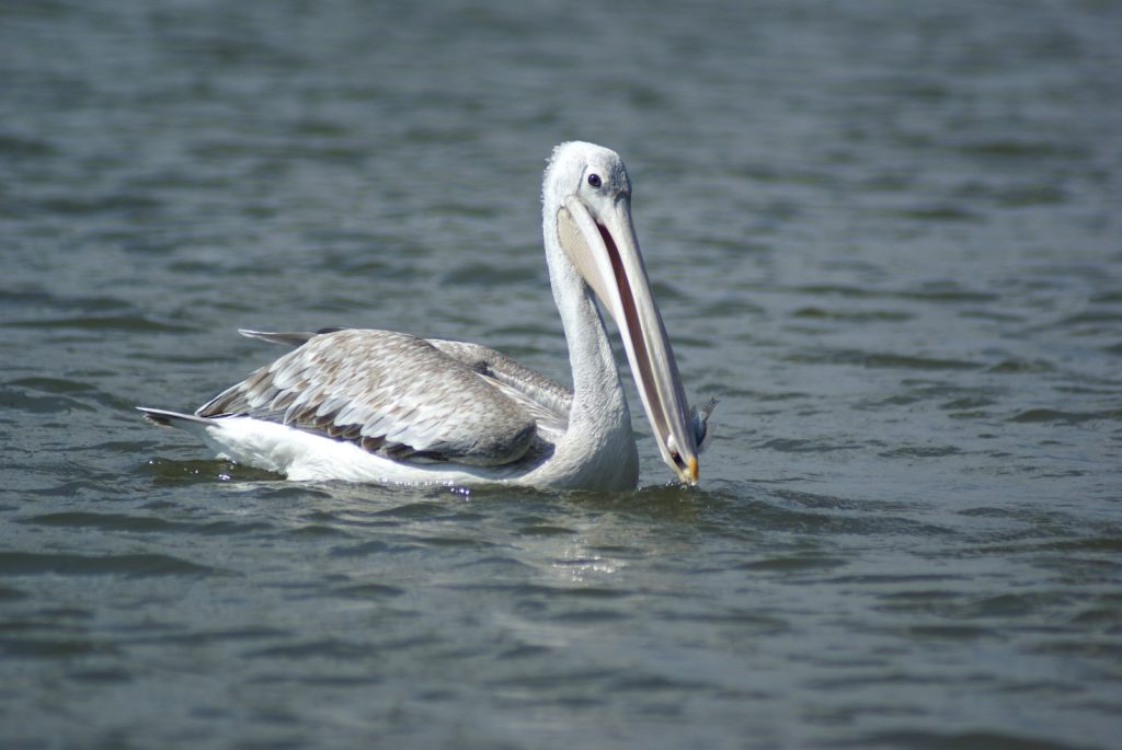 Lakes Nakuru & Naivasha Day Safari Tour