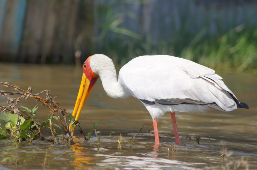 Lake Nakuru National Park