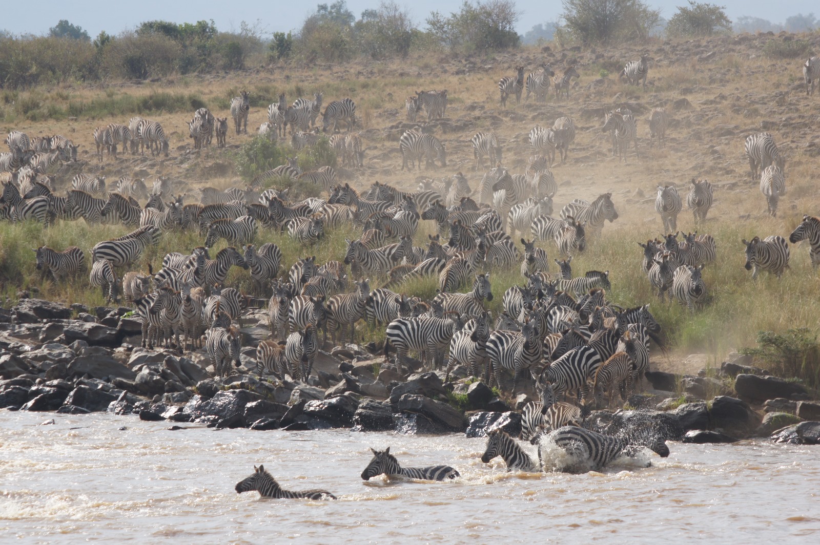 WILDEBEEST MIGRATION