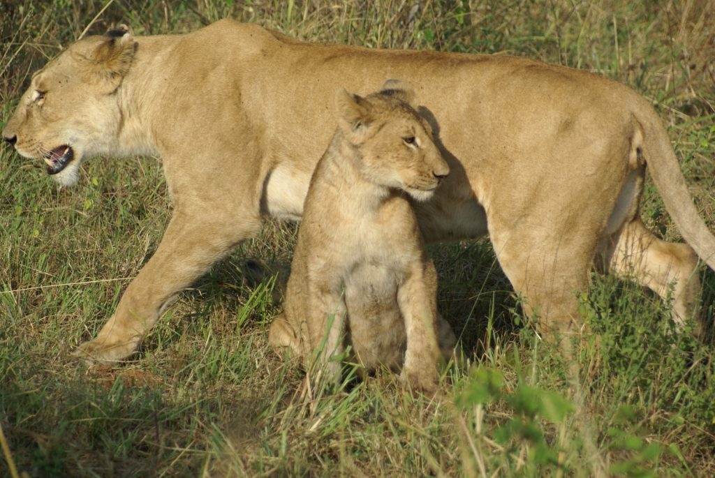 Amboseli National Park