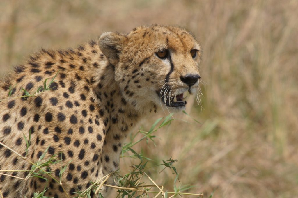 Masai Mara