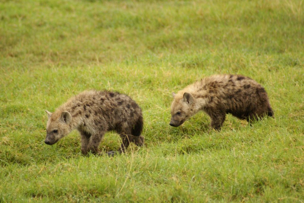 Photography Safari in Kenya