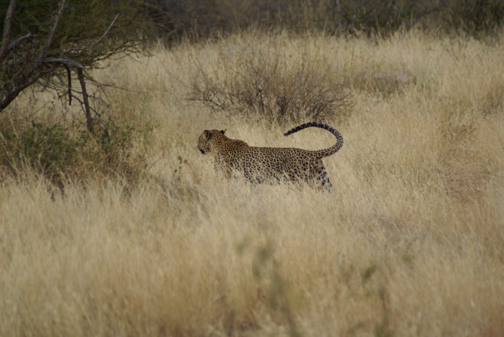 Kenya big five