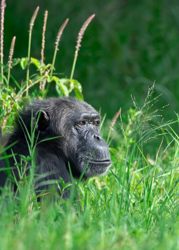 Rwanda National Parks Safari