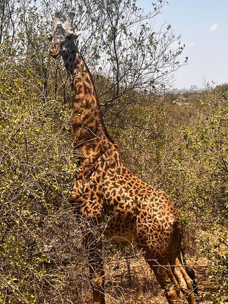 Tsavo West National Park