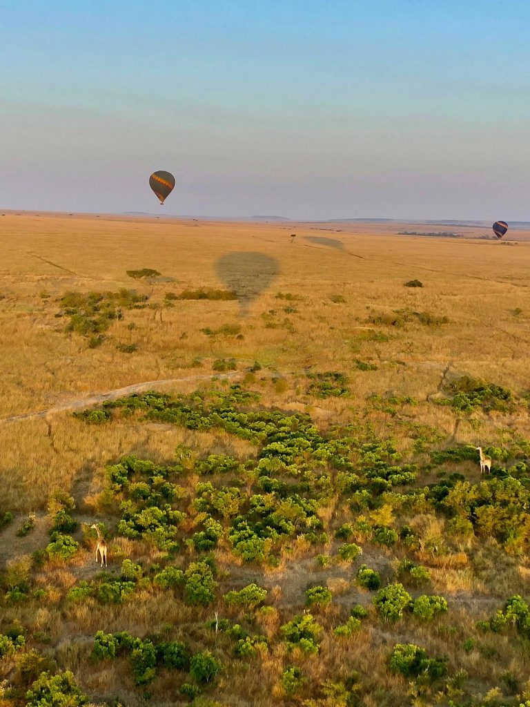 Family safari