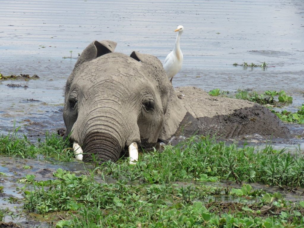 Amboseli National Park