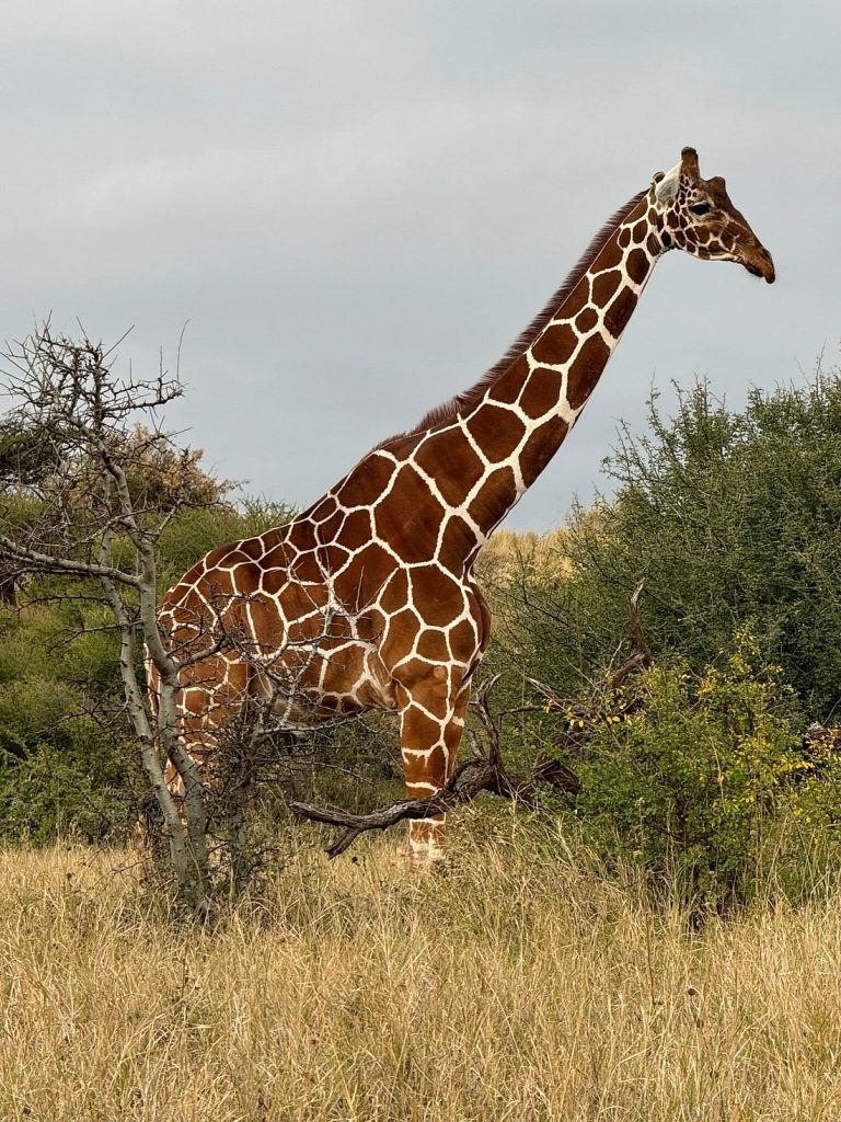 Photography Safari in Kenya