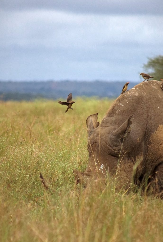 safari from Nairobi