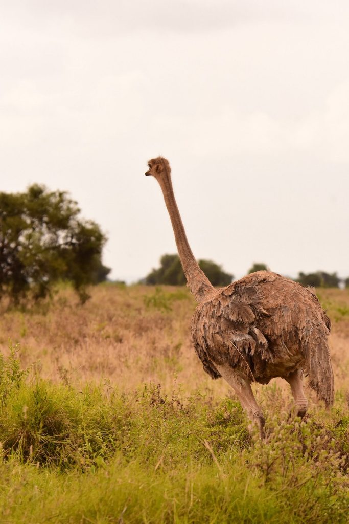 Bird Watching Safari