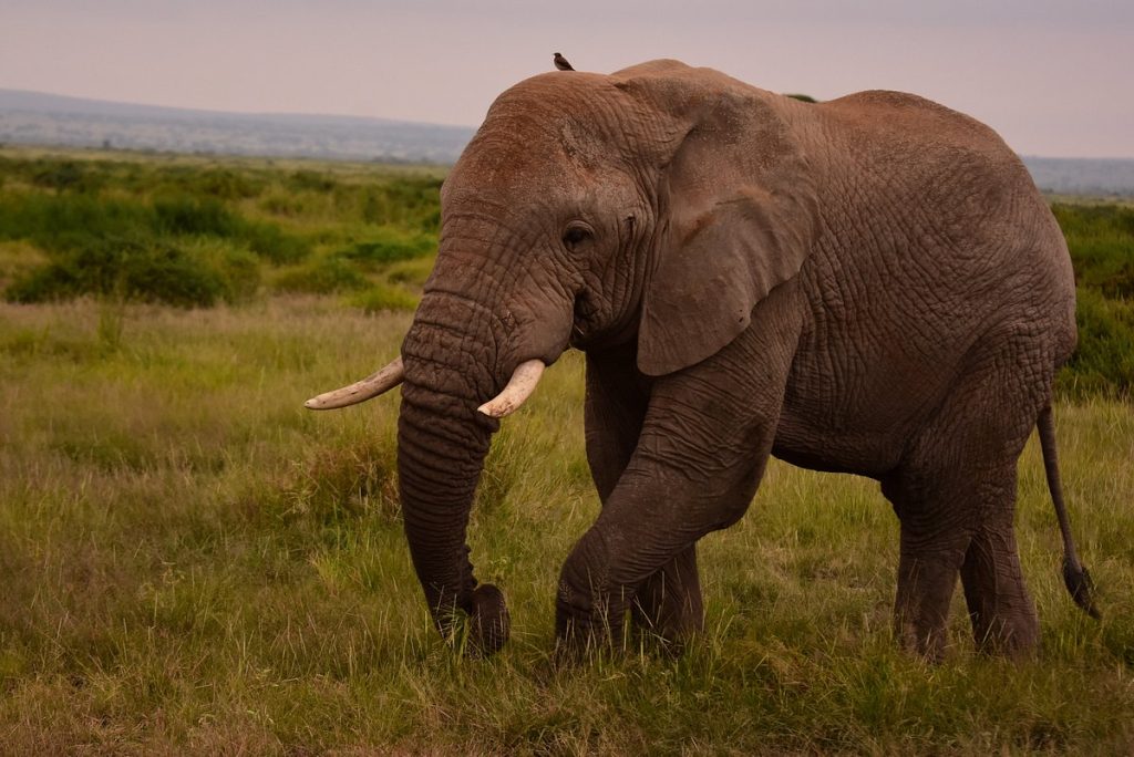 Kenya National Parks