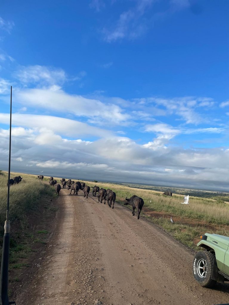 4*4 safari Jeeps