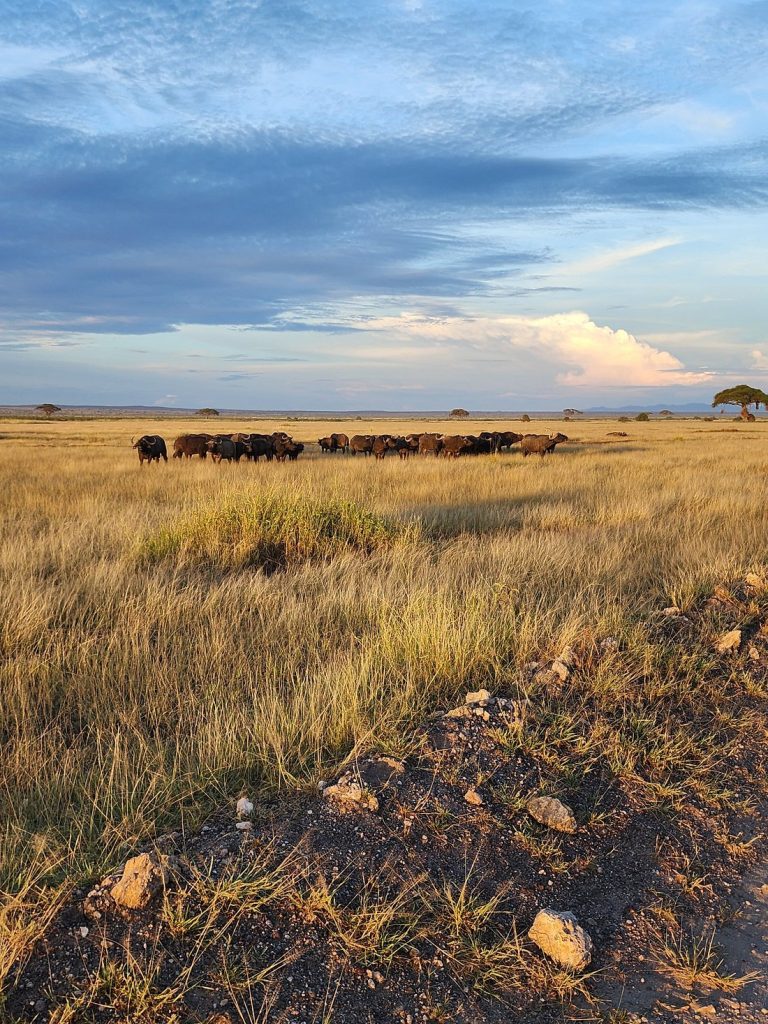 Kenya National Parks