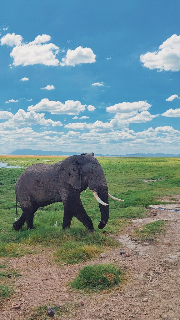 Amboseli National Park day tour