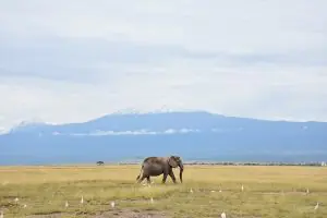 safari from Nairobi