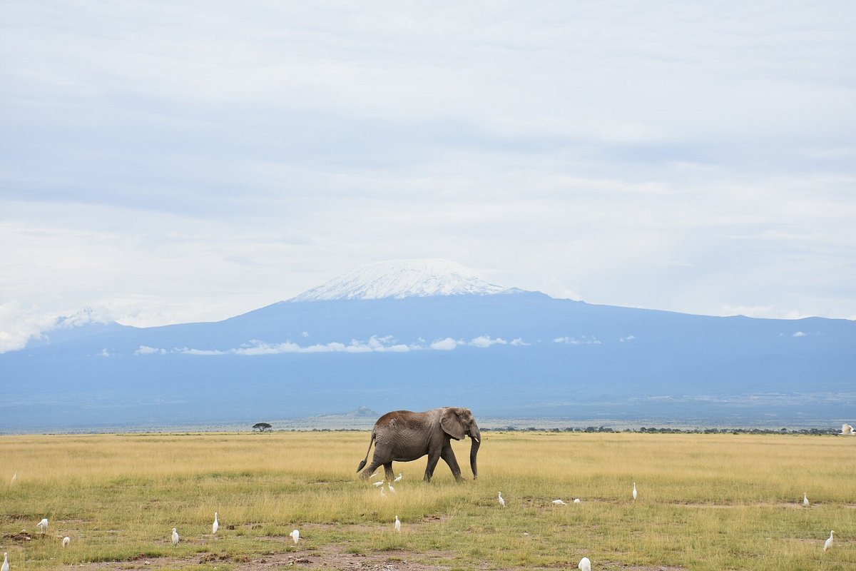 safari from Nairobi