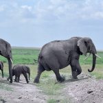 Family safari