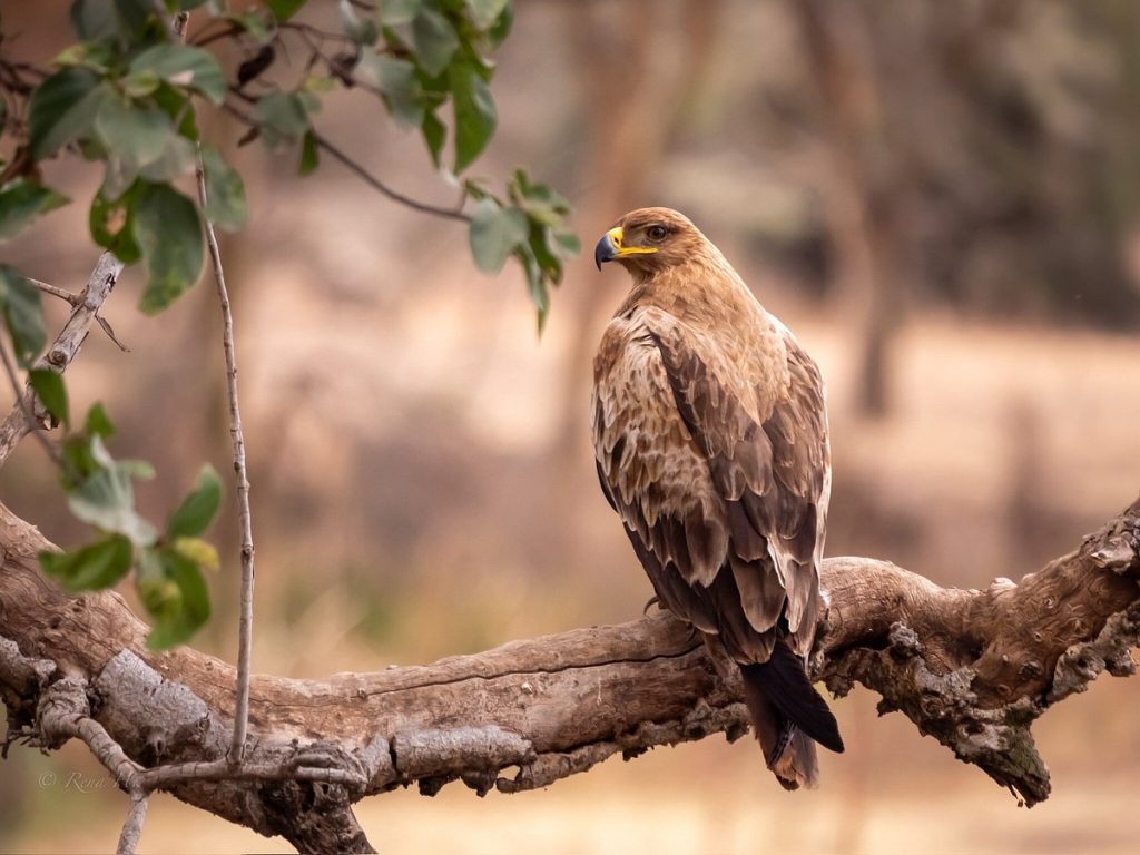 Bird Watching Safari