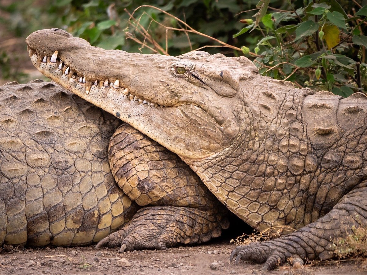 Annest Kenya Safaris