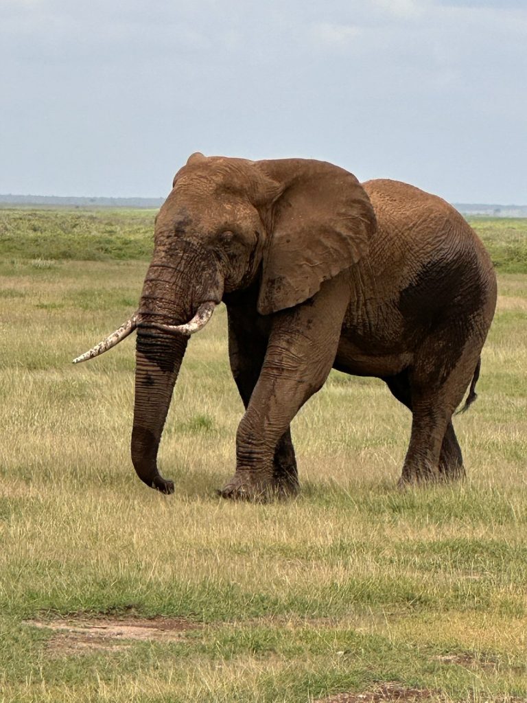 Photography Safari in Kenya