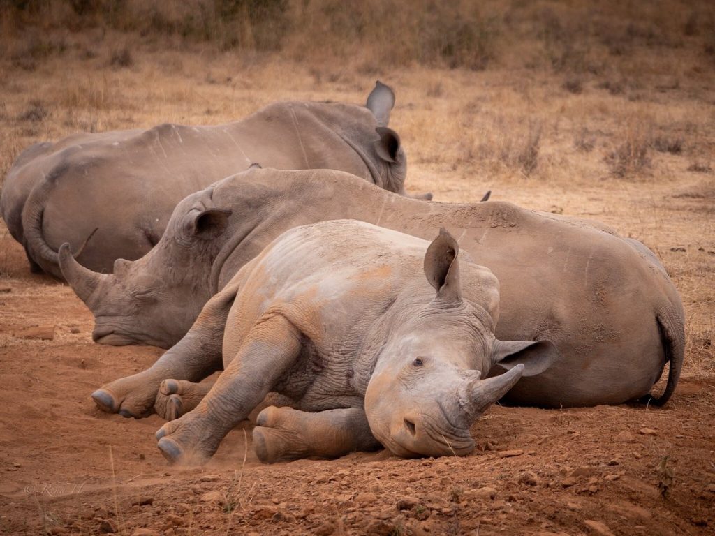 Lakes Nakuru & Naivasha Day Safari Tour