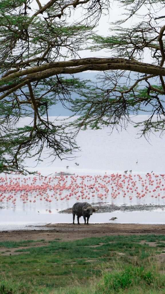 Lake Naivasha