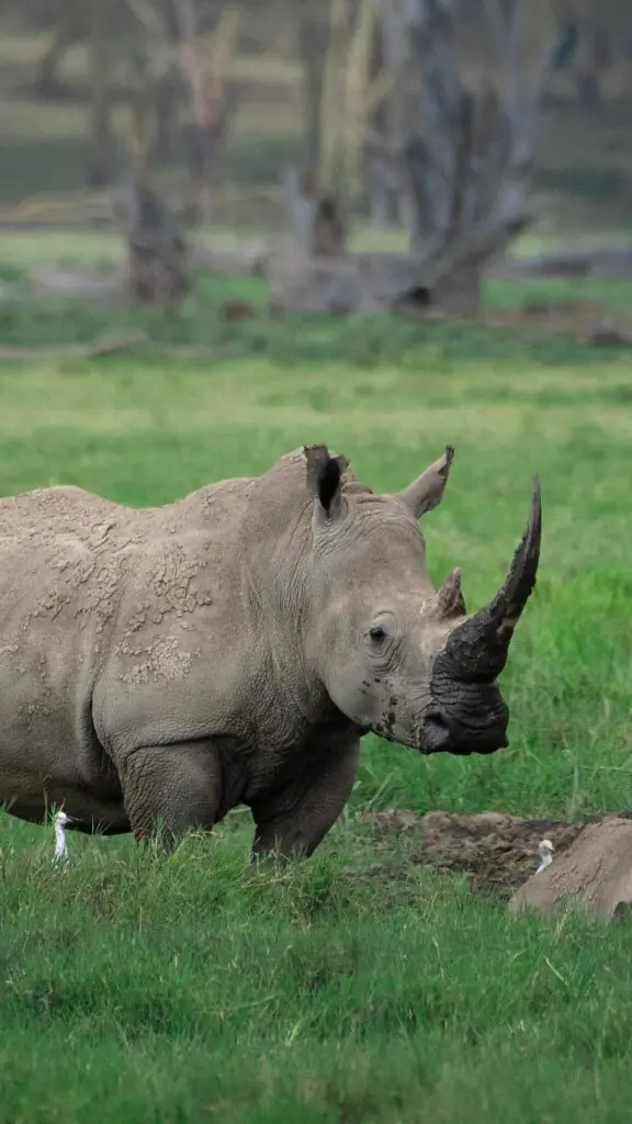 Lakes Nakuru & Naivasha Day Safari Tour