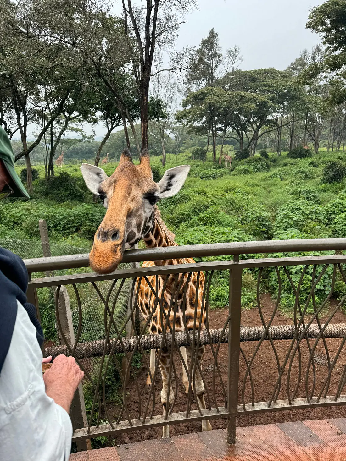Nairobi National Park and City Tour
