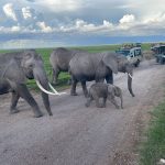 customized Kenya safaris