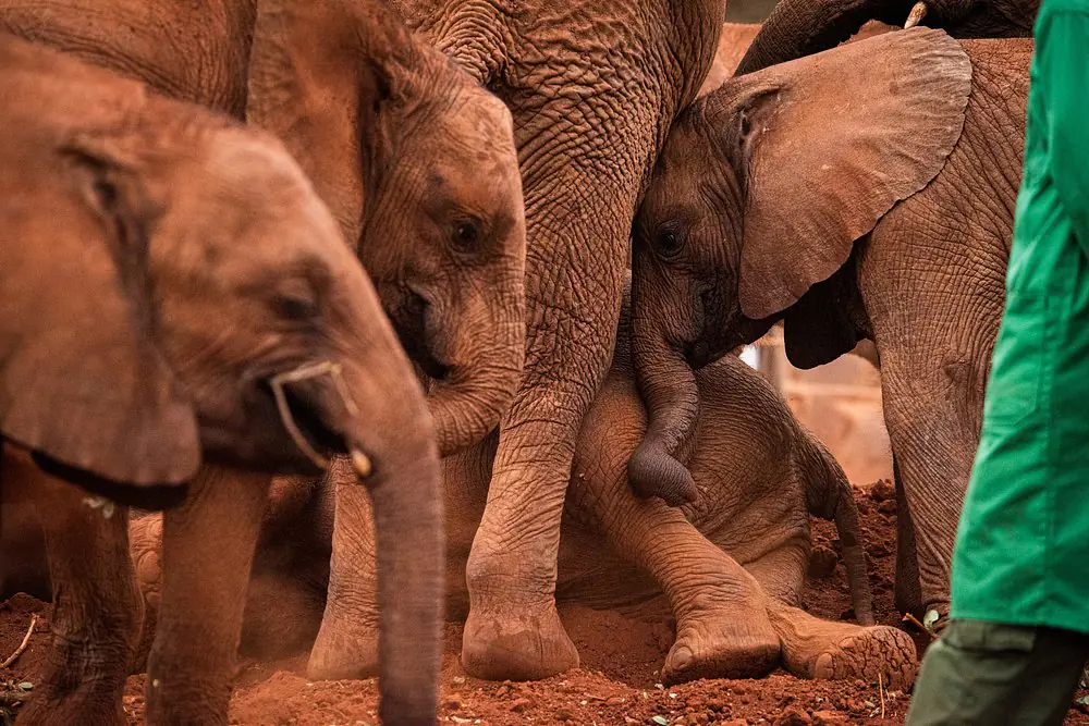  David Sheldrick Elephant Orphanage