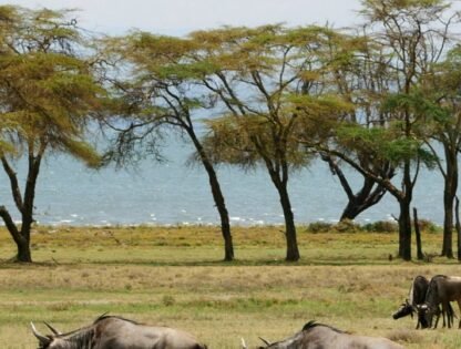cresent island wildbeest