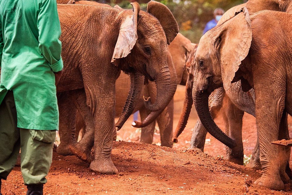 David Sheldrick Elephant Orphanage