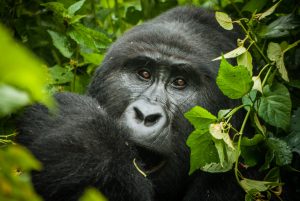 Uganda national parks