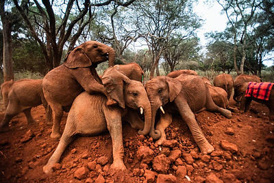 Nairobi National park