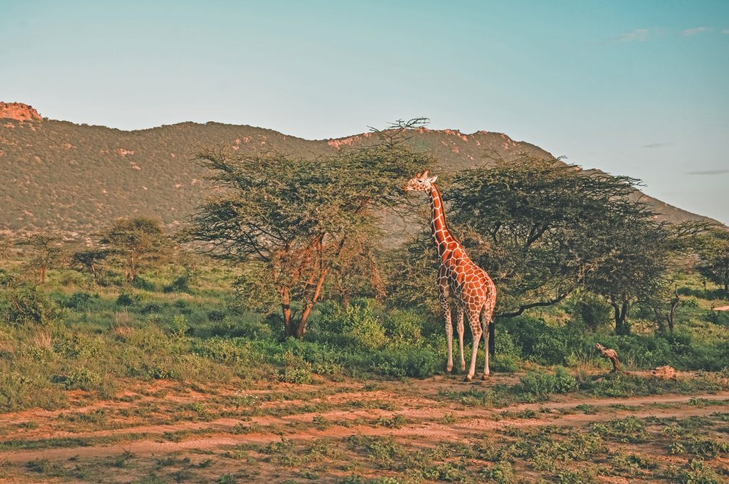 Tsavo West National Park